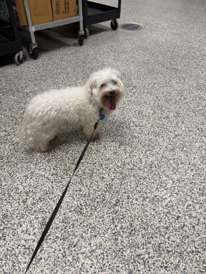 Shelter Stray Male Dog last seen Alexandria, Virginia, 22306, 6421 Richmond Highway, Fairfax County, VA, 4500 West Ox Rd, Fairfax, VA 22030, USA