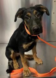 Shelter Stray Female Dog last seen W North Ave & S Brawley Ave, Fresno Zone Fresno CO 2 93706, CA, 1510 W Dan Ronquillo Dr, Fresno, CA 93706, USA