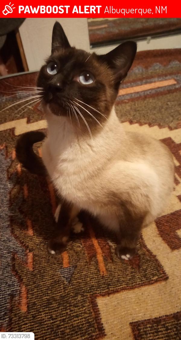 Lost Male Cat last seen Coors and powersway, Albuquerque, NM 87121