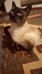 Lost Male Cat last seen Coors and powersway, Albuquerque, NM 87121