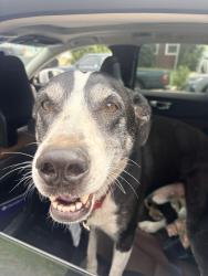 Found/Stray Male Dog last seen Boulevard Anza Boulevard and Merritt Street in Torrance, California, Torrance, CA 90504