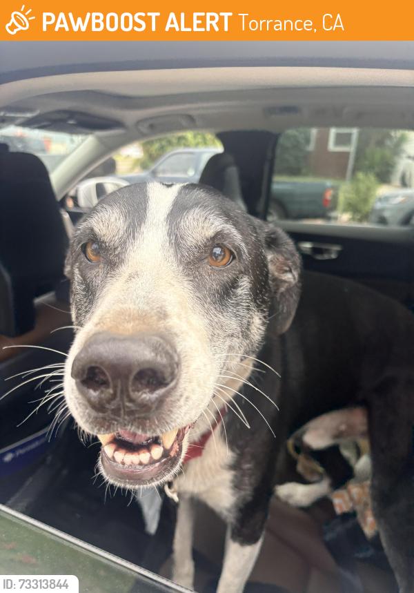Found/Stray Male Dog last seen Boulevard Anza Boulevard and Merritt Street in Torrance, California, Torrance, CA 90504