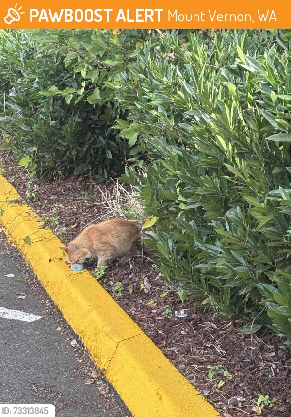 Found/Stray Unknown Cat last seen In the parking lot near Riverside health club and the hotel., Mount Vernon, WA 98273