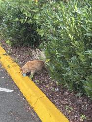 Found/Stray Unknown Cat last seen In the parking lot near Riverside health club and the hotel., Mount Vernon, WA 98273