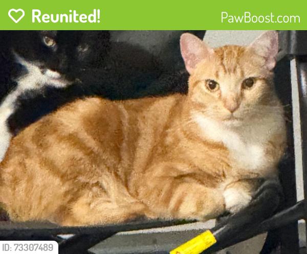 Reunited Male Cat last seen Copper Creek Loop, Wilsonville, Wilsonville, OR 97070