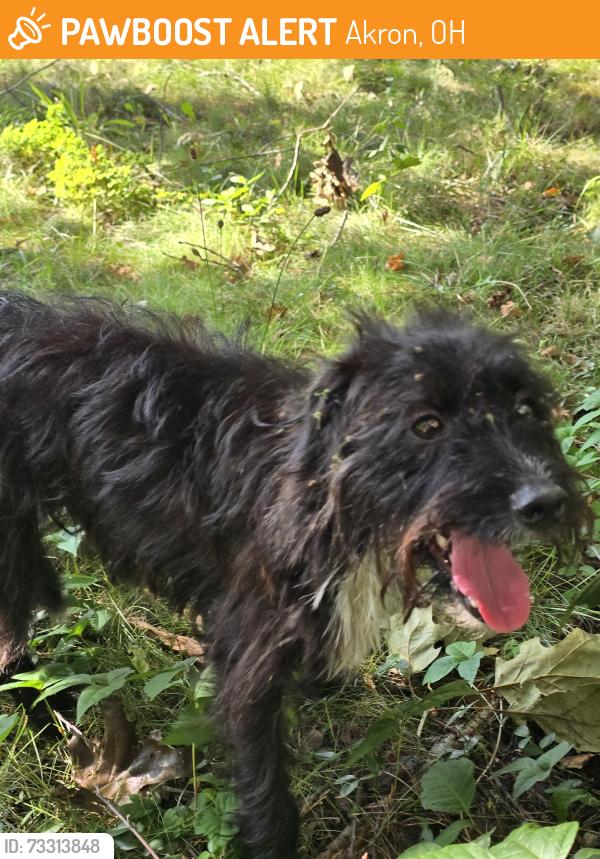 Found/Stray Male Dog last seen 18th st, Akron, OH 44314