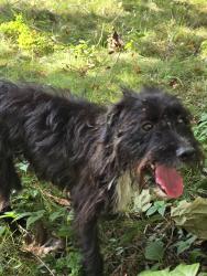 Found/Stray Male Dog last seen 18th st, Akron, OH 44314