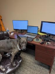 Lost Female Dog last seen Scotland rd, Bellview, FL 32526