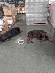 Reunited Female Dog last seen Belmont and Grove, Ontario, CA 91761