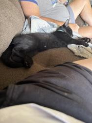 Lost Male Cat last seen Bristow, Florence, KY 41042