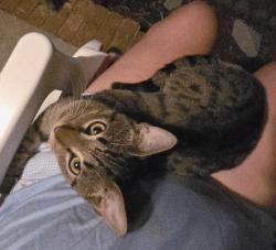 Reunited Male Cat last seen Piney green, Jacksonville, NC 28546