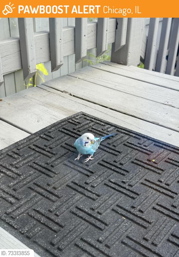 Found/Stray Unknown Bird last seen Cortland, Chicago, IL 60647