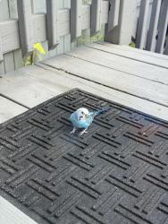 Found/Stray Unknown Bird last seen Cortland, Chicago, IL 60647