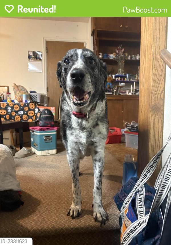 Reunited Male Dog last seen Edwinstow, Colorado Springs, CO 80907