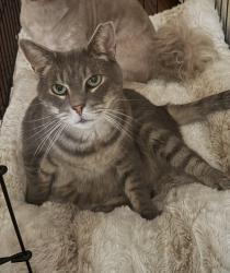 Lost Male Cat last seen Miliken road & lake Ave, Woodbridge Township, NJ 07067