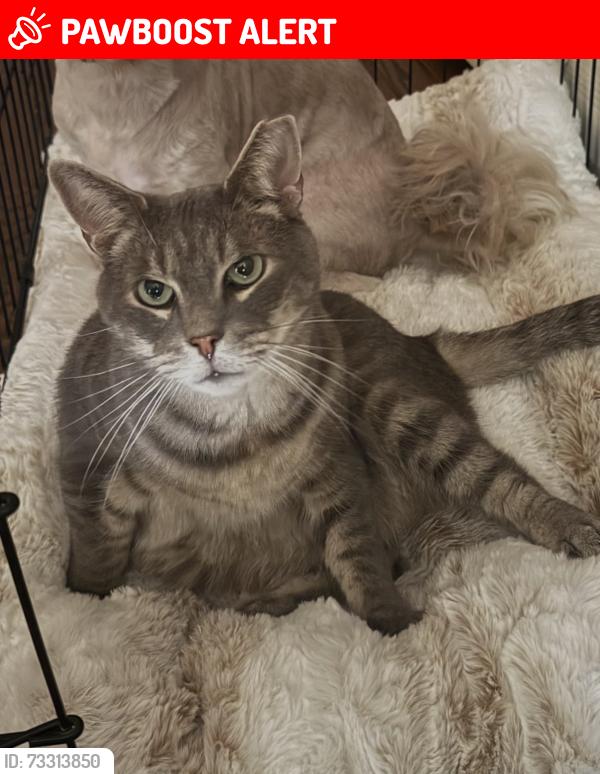 Lost Male Cat last seen Miliken road & lake Ave, Woodbridge Township, NJ 07067