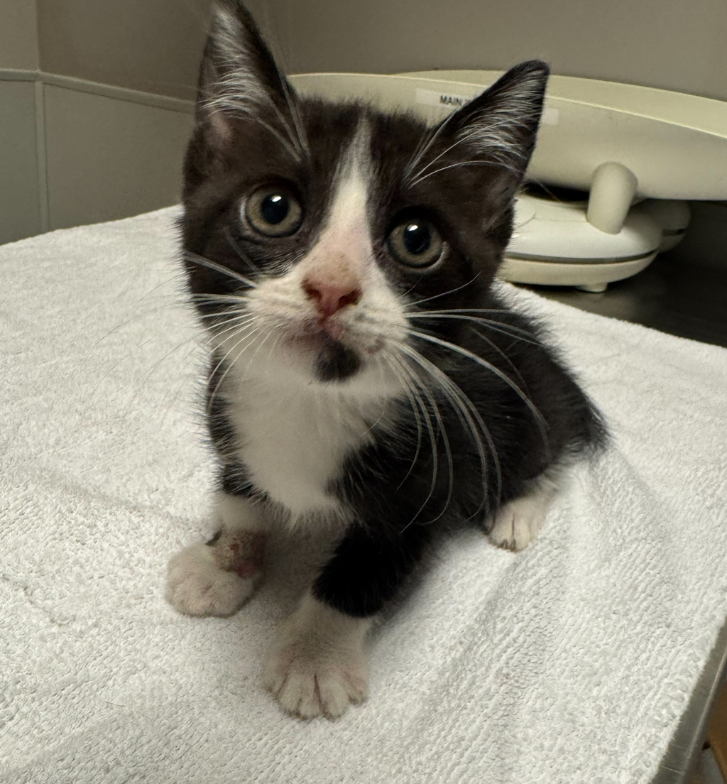 Shelter Stray Male Cat last seen Near 69th ave #206, OAKLAND, CA, 94621, 8323 Baldwin St, Oakland, CA 94621, USA