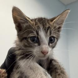 Shelter Stray Female Cat last seen Near 47th Street, San Diego, CA, 92115, 5500 Gaines St, San Diego, CA 92110, USA