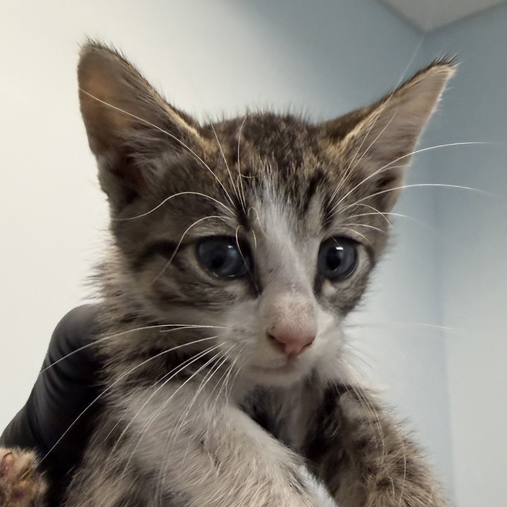 Shelter Stray Female Cat last seen Near 47th Street, San Diego, CA, 92115, 5500 Gaines St, San Diego, CA 92110, USA