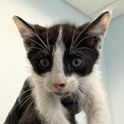 Shelter Stray Male Cat last seen Near 47th Street, San Diego, CA, 92115, 5500 Gaines St, San Diego, CA 92110, USA