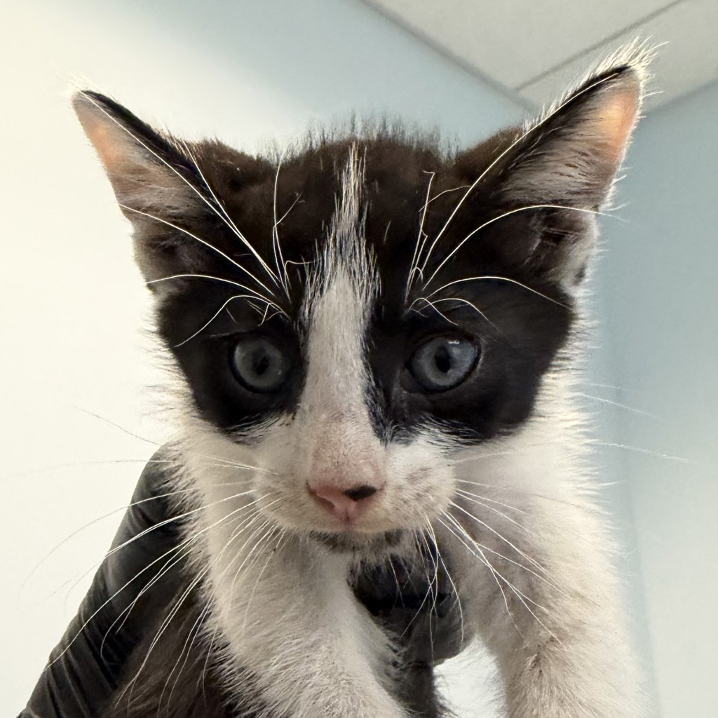 Shelter Stray Male Cat last seen Near 47th Street, San Diego, CA, 92115, 5500 Gaines St, San Diego, CA 92110, USA