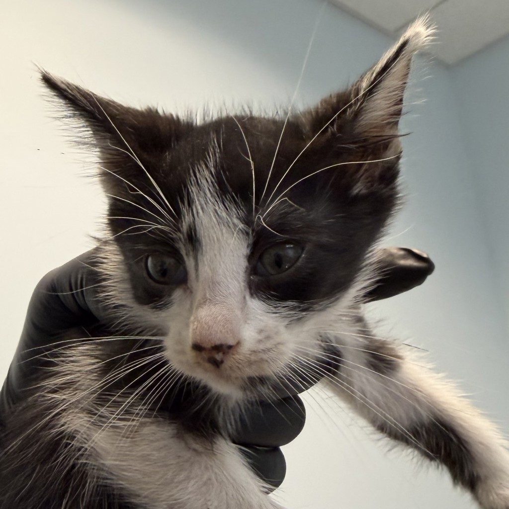 Shelter Stray Female Cat last seen Near 47th Street, San Diego, CA, 92115, 5500 Gaines St, San Diego, CA 92110, USA