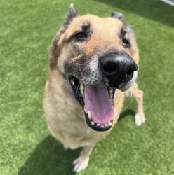 Shelter Stray Male Dog last seen E Camden Avenue, El Cajon, CA, 92020, El Cajon, CA 92020, USA