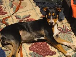 Lost Male Dog last seen E pine /Harvard, Tulsa, OK 74115