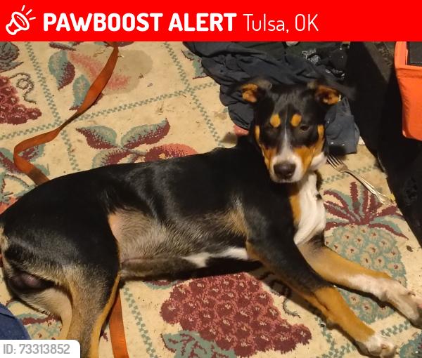 Lost Male Dog last seen E pine /Harvard, Tulsa, OK 74115