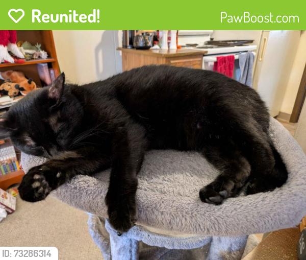 Reunited Female Cat last seen East Market and High Point, Akron, OH 44312