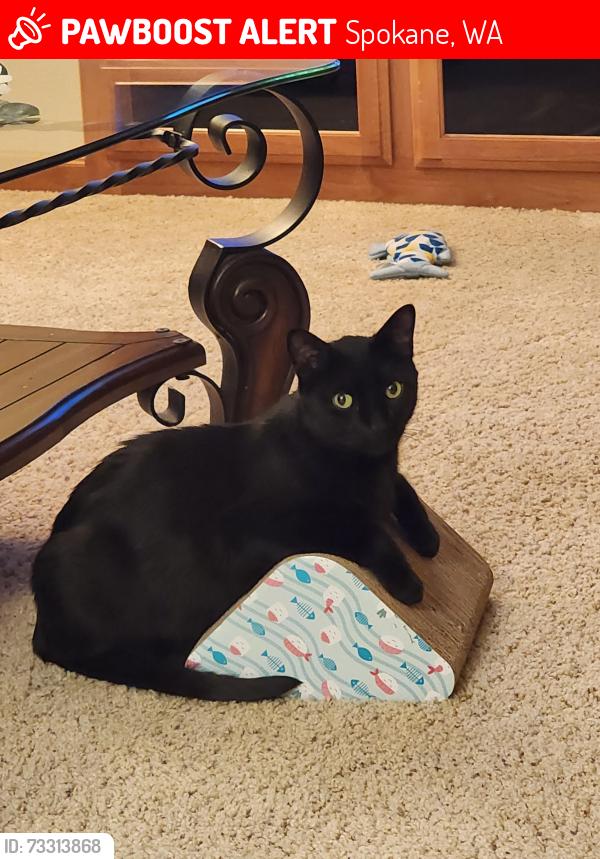 Lost Male Cat last seen Near N. Austin Road, Spokane, WA 99208