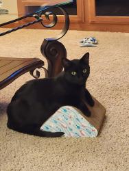 Lost Male Cat last seen Near N. Austin Road, Spokane, WA 99208