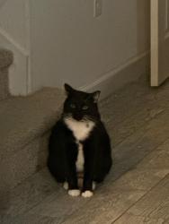 Lost Female Cat last seen Near Quarterman lane, Malabar, FL 32950
