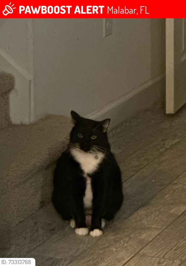 Lost Female Cat last seen Near Quarterman lane, Malabar, FL 32950