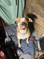 Lost Male Dog last seen Vance and Hawley, Toledo, OH 43607