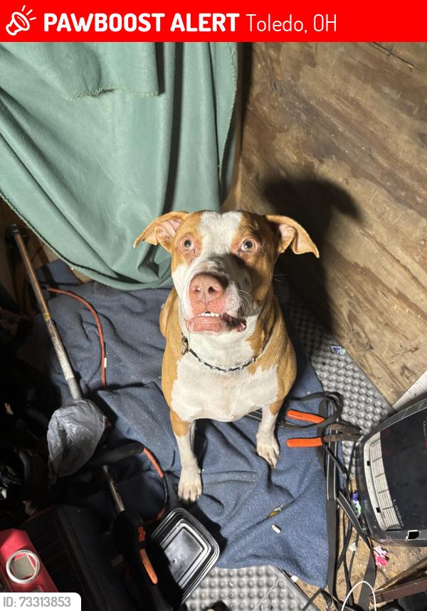 Lost Male Dog last seen Vance and Hawley, Toledo, OH 43607