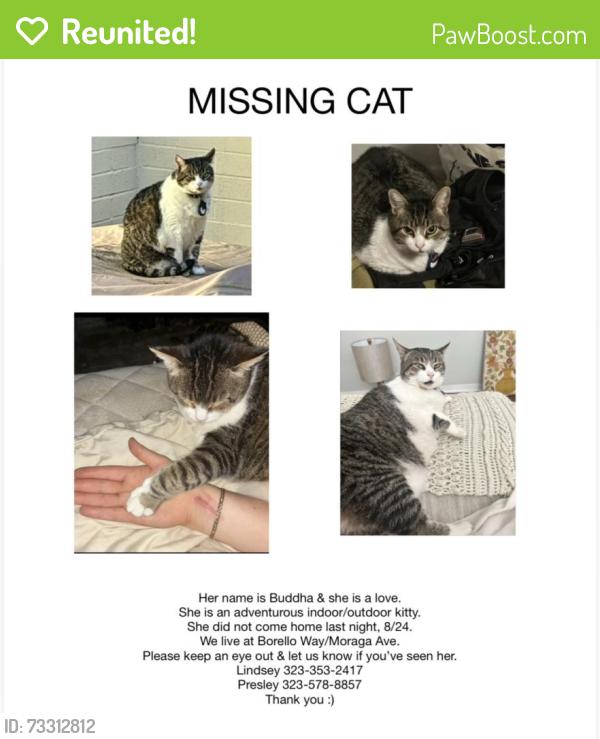 Reunited Female Cat last seen Borello Way & Moraga Dr, Mountain View, CA 94041, USA, Mountain View, CA 94041