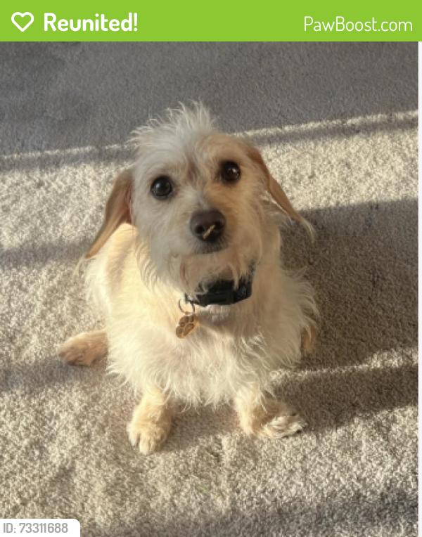 Reunited Female Dog last seen 407-401 Summit Dr, Henderson, NV 89002