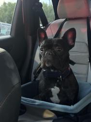 Reunited Male Dog last seen Woodrow Park , Woodrow Street in Virginia Avenue, Fayetteville, NC 28305