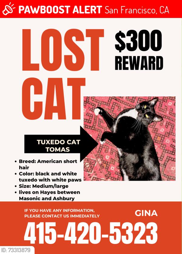 Lost Male Cat last seen Near Hayes and Masonic, San Francisco, CA 94117