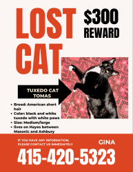 Lost Male Cat last seen Near Hayes and Masonic, San Francisco, CA 94117
