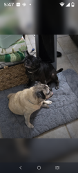 Reunited Male Dog last seen Mulberry Path and Amber knoll, San Antonio, TX 78251