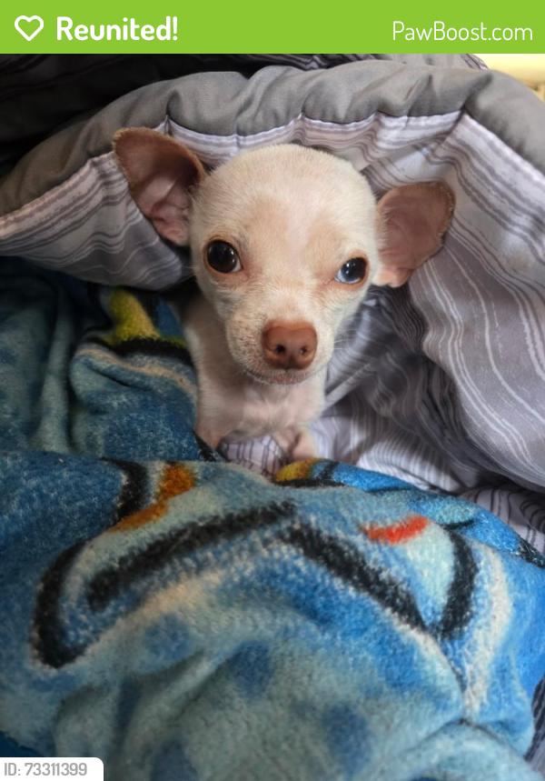 Reunited Male Dog last seen Londonderry, Edmonton, AB 