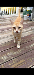 Found/Stray Unknown Cat last seen He’s in a neighborhood in Winston Salem Lafayette ave, Winston-Salem, NC 27105