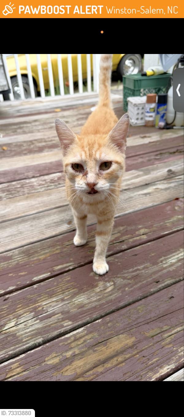 Found/Stray Unknown Cat last seen He’s in a neighborhood in Winston Salem Lafayette ave, Winston-Salem, NC 27105