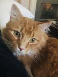 Lost Male Cat last seen Bent Brook Golf Course, Bessemer, AL 35022