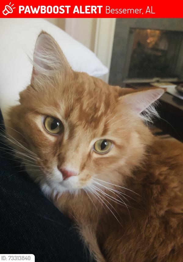Lost Male Cat last seen Bent Brook Golf Course, Bessemer, AL 35022