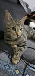 Reunited Female Cat last seen Cardiff road CF37 5HY, Rhydyfelin, Wales CF37 5HY
