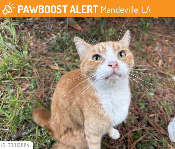 Found/Stray Unknown Cat last seen Beau chene, Mandeville, LA 70448