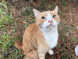 Found/Stray Unknown Cat last seen Beau chene, Mandeville, LA 70448